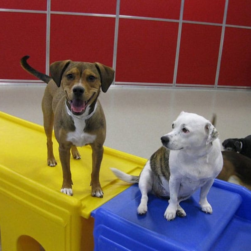 A dog sits next to a standing dog on a play staircase
